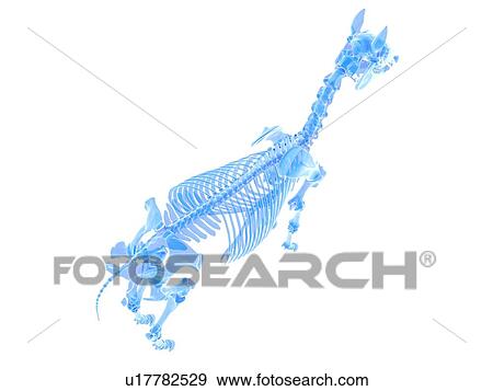 Stock Photo - Horse skeleton, illustration. Fotosearch