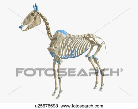 Stock Photo - Horse skeleton, illustration. Fotosearch