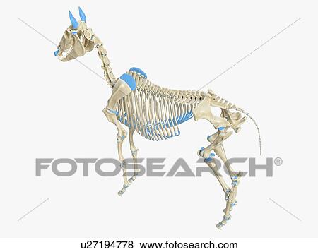 Horse skeleton, illustration View Large Photo Image Stock Photo - Horse skeleton, illustration. Fotosearch
