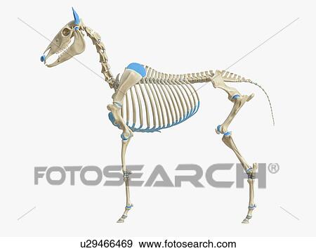 Stock Photo - Horse skeleton, illustration. Fotosearch