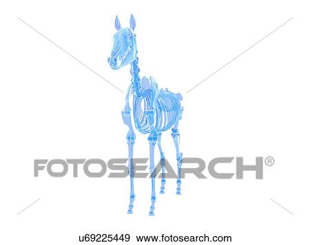Horse skeleton, illustration View Large Photo Image Stock Photo - Horse skeleton, illustration. Fotosearch
