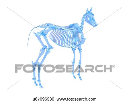 Horse skeleton, illustration View Large Photo Image Stock Photograph - Horse skeleton, illustration. Fotosearch