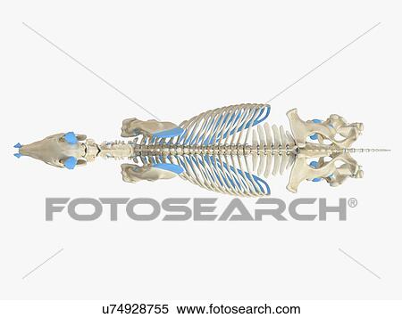 Horse skeleton, illustration View Large Photo Image Stock Photography - Horse skeleton, illustration. Fotosearch