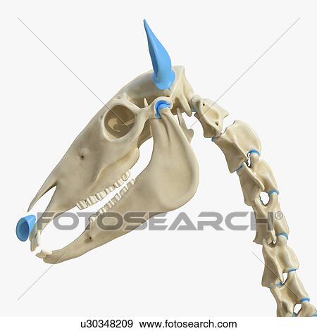 Horse skull, illustration View Large Photo Image Stock Photo - Horse skull, illustration. Fotosearch