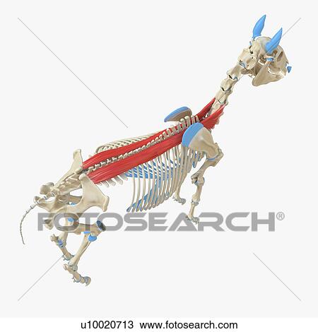 Stock Image - Horse spinalis muscle, illustration. Fotosearch