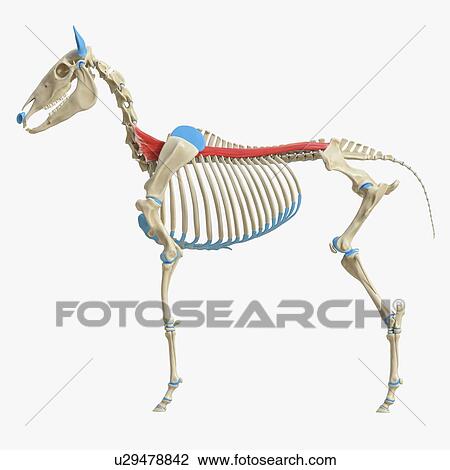 Horse spinalis muscle, illustration View Large Photo Image Stock Image - Horse spinalis muscle, illustration. Fotosearch
