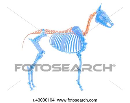 Picture - Horse spine, illustration. Fotosearch