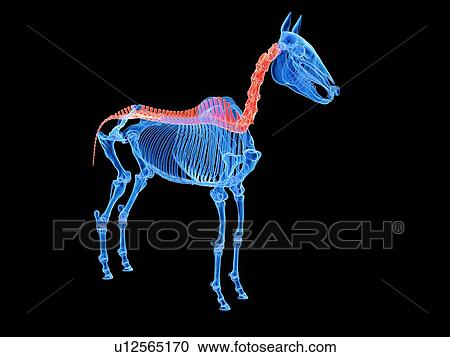 Horse spine, illustration View Large Photo Image Stock Image - Horse spine, illustration. Fotosearch