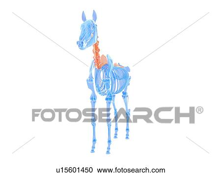 Horse spine, illustration View Large Photo Image Stock Image - Horse spine, illustration. Fotosearch