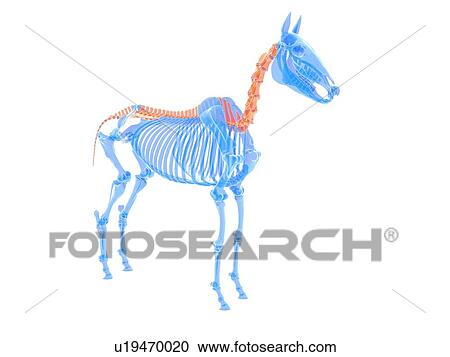 Stock Image - Horse spine, illustration. Fotosearch