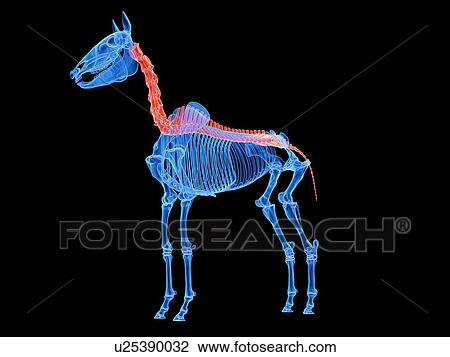 Stock Image - Horse spine, illustration. Fotosearch