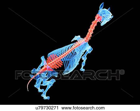 Stock Image - Horse spine, illustration. Fotosearch