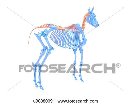 Horse spine, illustration View Large Photo Image Stock Image - Horse spine, illustration. Fotosearch