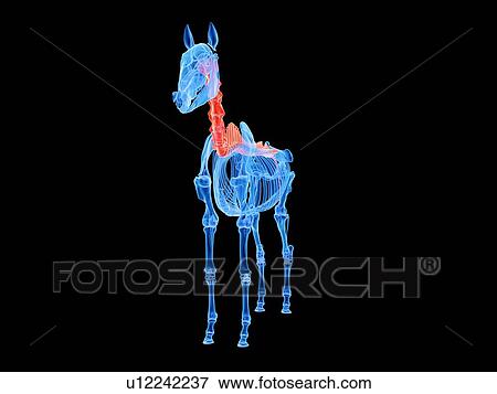 Stock Photo - Horse spine, illustration. Fotosearch
