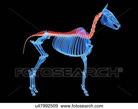 Horse spine, illustration View Large Photo Image Stock Photo - Horse spine, illustration. Fotosearch