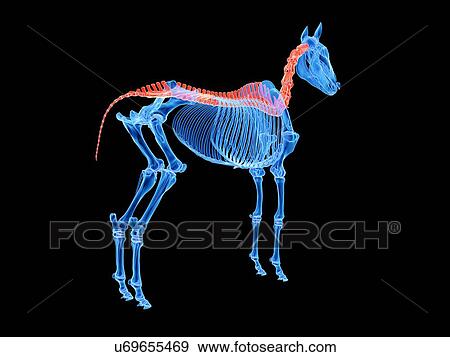 Stock Photo - Horse spine, illustration. Fotosearch