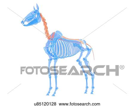 Stock Photo - Horse spine, illustration. Fotosearch