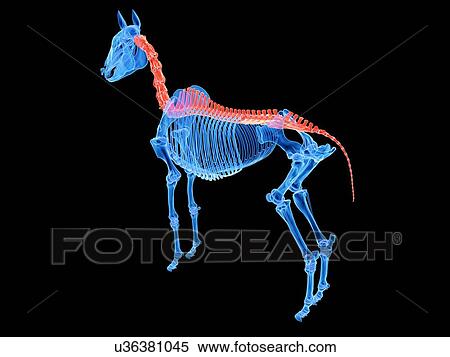 Stock Photography - Horse spine, illustration. Fotosearch