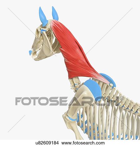 Picture - Horse splenius muscle, illustration. Fotosearch