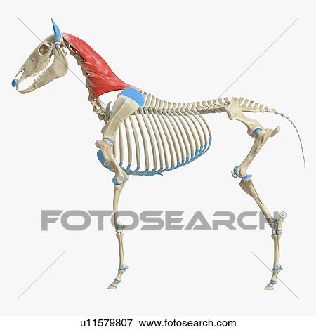 Stock Photo - Horse splenius muscle, illustration. Fotosearch