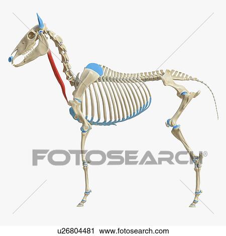 Horse sternocephalicus muscle, illustration View Large Photo Image Stock Image - Horse sternocephalicus muscle, illustration. Fotosearch