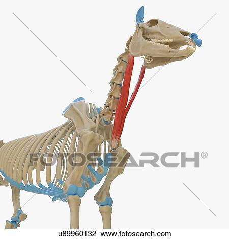 Horse sternocephalicus muscle, illustration View Large Photo Image Stock Image - Horse sternocephalicus muscle, illustration. Fotosearch