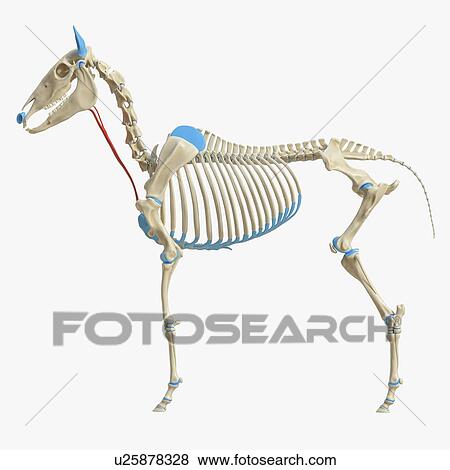 Horse sternohyoideus muscle, illustration View Large Photo Image Stock Photo - Horse sternohyoideus muscle, illustration. Fotosearch