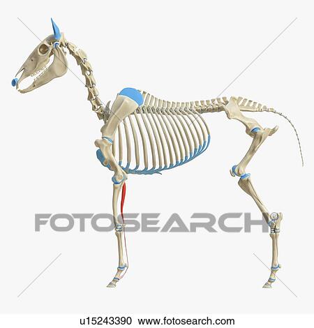 Stock Image - Horse superficial digital flexor muscle, illustration. Fotosearch