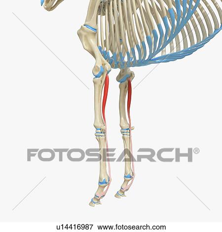 Stock Photo - Horse superficial digital flexor muscle, illustration. Fotosearch