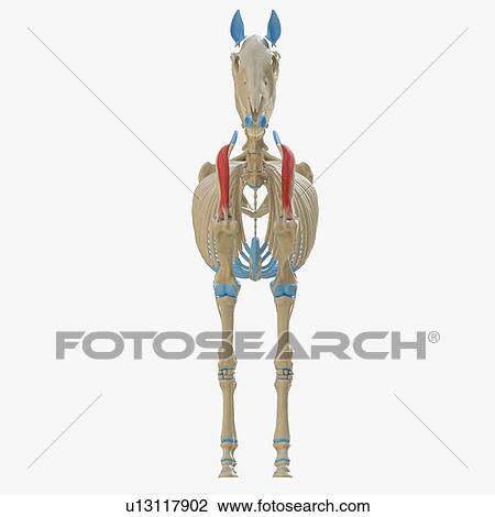 Horse supraspinatus muscle, illustration View Large Photo Image Stock Image - Horse supraspinatus muscle, illustration. Fotosearch
