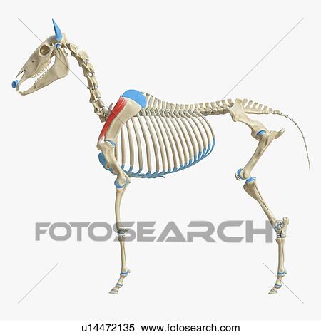 Stock Photography - Horse supraspinatus muscle, illustration. Fotosearch
