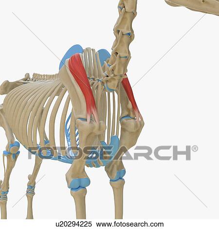 Horse supraspinatus muscle, illustration View Large Photo Image Stock Photography - Horse supraspinatus muscle, illustration. Fotosearch