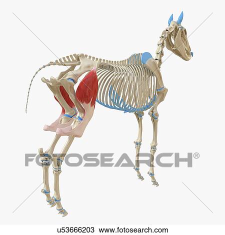 Stock Image - Horse tensor fascia lata muscle, illustration. Fotosearch