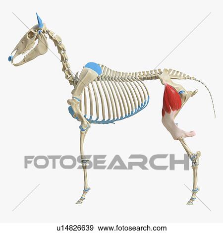 Horse tensor fascia lata muscle, illustration View Large Photo Image Stock Photo - Horse tensor fascia lata muscle, illustration. Fotosearch