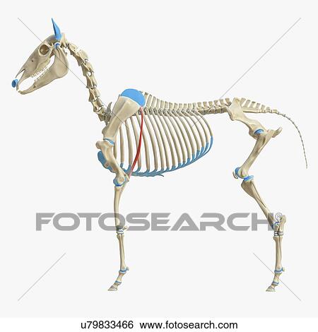 Horse tensor fascia lata muscle, illustration View Large Photo Image Stock Photograph - Horse tensor fascia lata muscle, illustration. Fotosearch