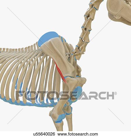 Horse teres minor muscle, illustration View Large Photo Image Stock Photograph - Horse teres minor muscle, illustration. Fotosearch