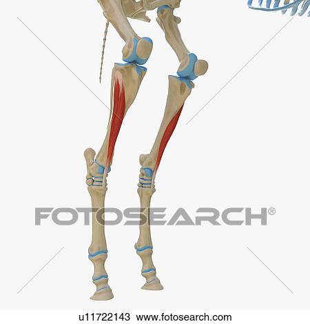 Stock Image - Horse tibialis cranialis muscle, illustration. Fotosearch