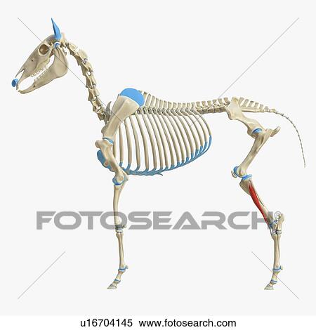 Horse tibialis cranialis muscle, illustration View Large Photo Image Stock Photography - Horse tibialis cranialis muscle, illustration. Fotosearch