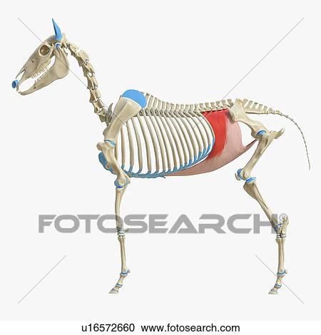 Stock Image - Horse transversus abdominis muscle, illustration. Fotosearch