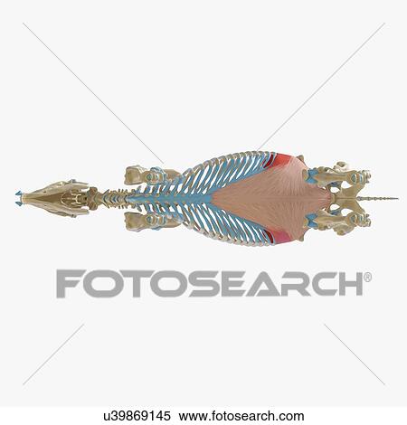 Stock Photography - Horse transversus abdominis muscle, illustration. Fotosearch