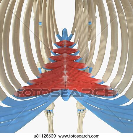 Horse transversus thoracis muscle, illustration View Large Photo Image Stock Photo - Horse transversus thoracis muscle, illustration. Fotosearch