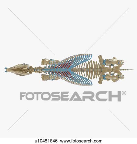 Stock Photograph - Horse transversus thoracis muscle, illustration. Fotosearch
