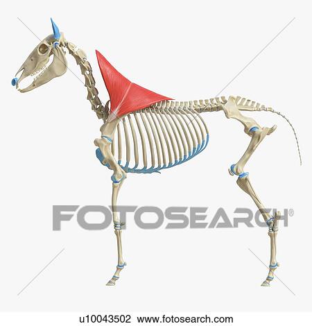 Stock Image - Horse trapezius muscle, illustration. Fotosearch