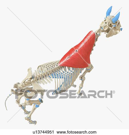Stock Image - Horse trapezius muscle, illustration. Fotosearch