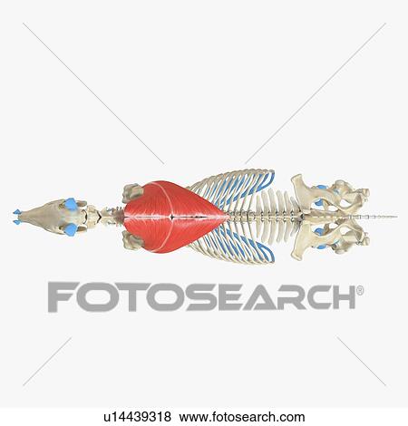 Stock Photo - Horse trapezius muscle, illustration. Fotosearch