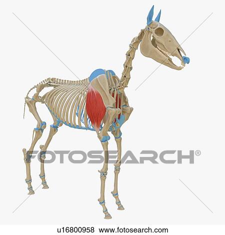 Stock Photo - Horse triceps brachii muscle, illustration. Fotosearch