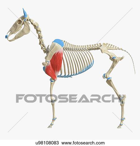 Horse triceps muscle, illustration View Large Photo Image Stock Image - Horse triceps muscle, illustration. Fotosearch