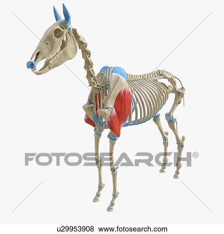 Horse triceps muscle, illustration View Large Photo Image Stock Photo - Horse triceps muscle, illustration. Fotosearch