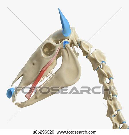 Stock Image - Horse zygomaticus brachii muscle, illustration. Fotosearch