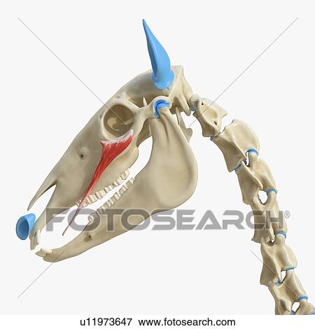 Stock Photo - Horse zygomaticus brachii muscle, illustration. Fotosearch